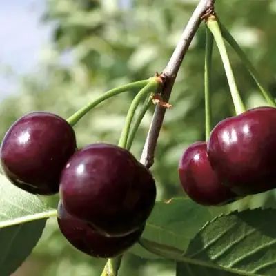 Дюк КСЕНИЯ (ЧЕРЕВИШНЯ) в Рогачеве