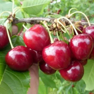 Вишня КОЛОННОВИДНАЯ  в Рогачеве