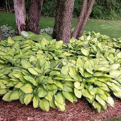 Хоста ГОЛД СТАНДАРТ Форчуна в Рогачеве