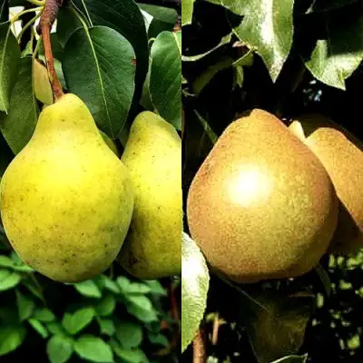 Комплект ДУЭТ в Рогачеве