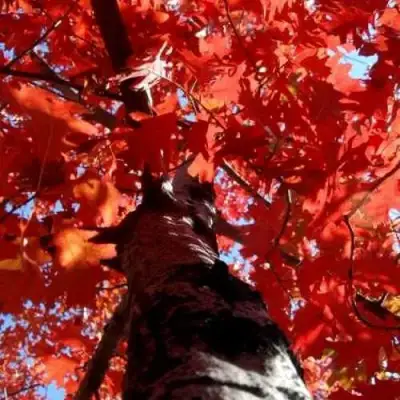 Дуб красный в Рогачеве