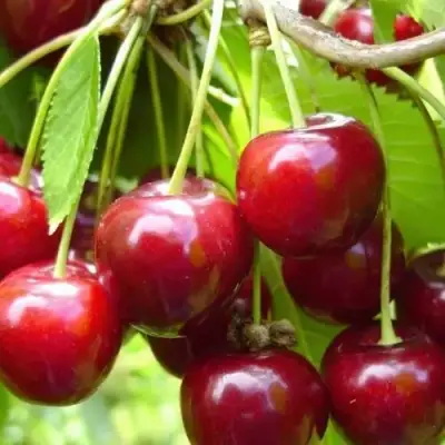 Вишня ХАРИТОНОВСКАЯ в Рогачеве