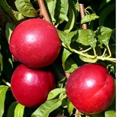 Нектарин ХАРКО в Рогачеве