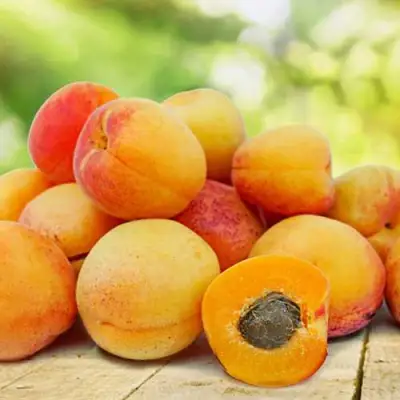 Абрикос ГРАФИНЯ в Рогачеве