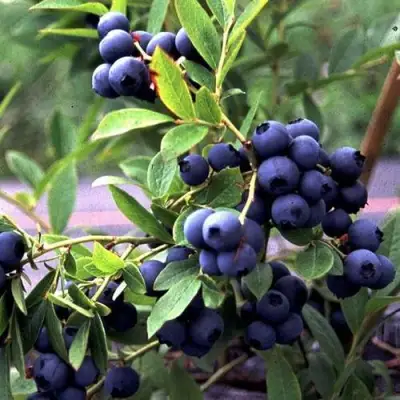 Голубика ДЖЕРСИ в Рогачеве