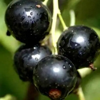 Смородина чёрная ВИНОГРАДНАЯ в Рогачеве