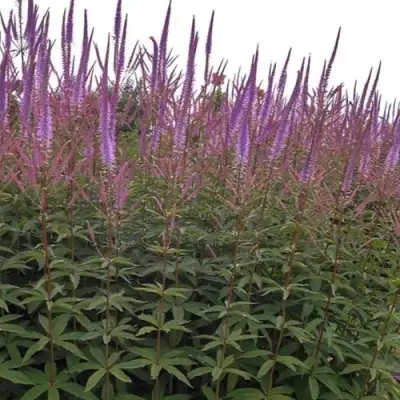 Вероникаструм ФАСЦИНЕЙШН в Рогачеве