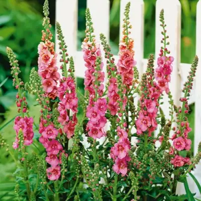 Коровяк ПИНК ДОМИНО гибридный (вербаскум) в Рогачеве