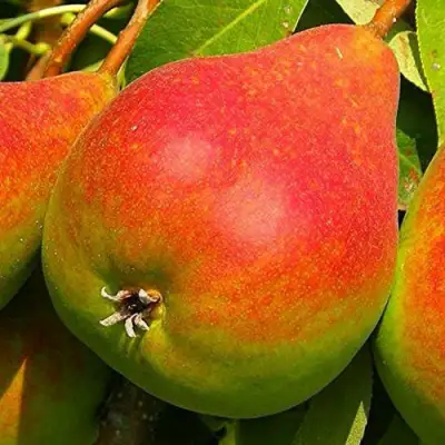 Груша ГЕРА в Рогачеве