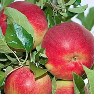 Яблоня СЕНАТОР колонновидная в Рогачеве