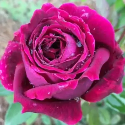 Роза РОЯЛ ПАЛАС японская в Рогачеве