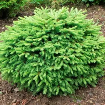 Ель НИДИФОРМИС обыкновенная в Рогачеве