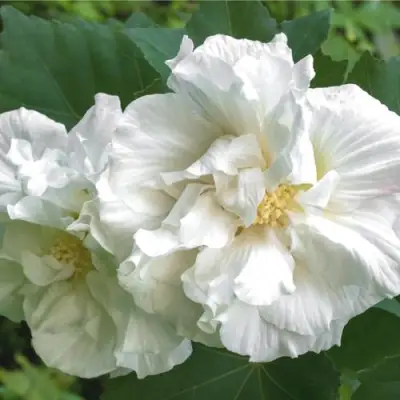 Гибискус АДМИРАЛ ДЕВЕЙ сирийский в Рогачеве