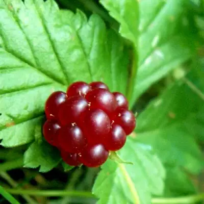 Княженика ЭЛПЕ в Рогачеве