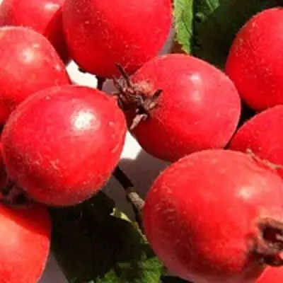 Боярышник КРУПНОПЛОДНЫЙ в Рогачеве