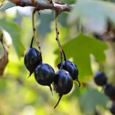 Смородина золотистая ДУСТЛИК в Рогачеве