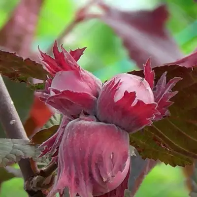 Фундук КАРДИНАЛ в Рогачеве