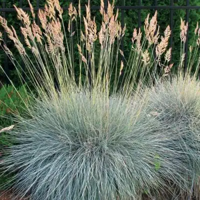 Овсянница ЭЛАЙДЖА БЛЮ в Рогачеве