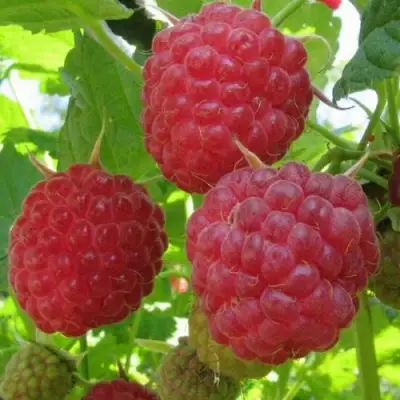 Малина НОВОСТЬ КУЗЬМИНА в Рогачеве