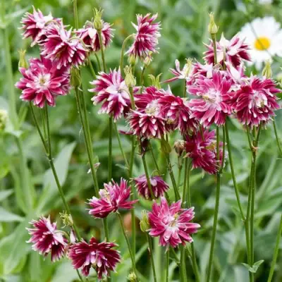 Аквилегия БАРЛОУ НОРА гибрид МакКаны в Рогачеве