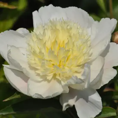 Пион ЗОЛОТАЯ ШПИЛЬКА травянистый в Рогачеве