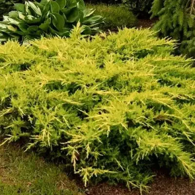 Можжевельник МОРДИГАН ГОЛД средний в Рогачеве