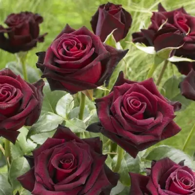 Роза БЛЭК БАККАРА чайно-гибридная в Рогачеве