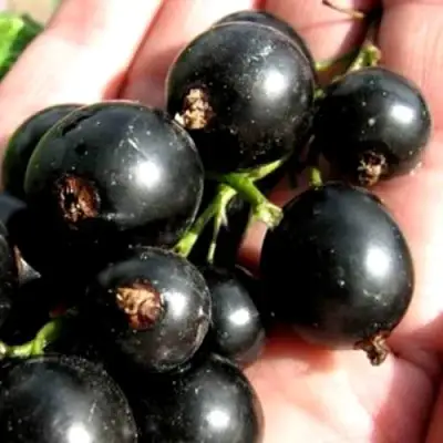 Смородина чёрная ЧЕРЕШНЁВАЯ в Рогачеве