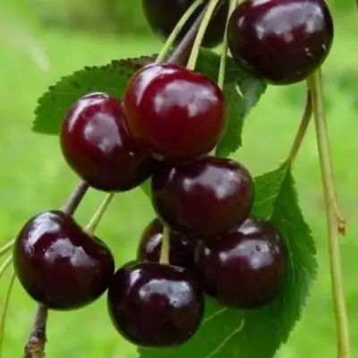 Вишня ЛАСУХА в Рогачеве