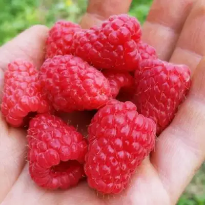 Малина ТУЛАМИН в Рогачеве