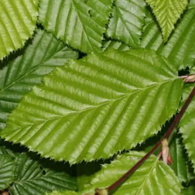 Граб японский в Рогачеве