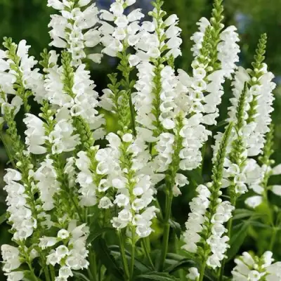 Физостегия АЛЬБА виргинская в Рогачеве