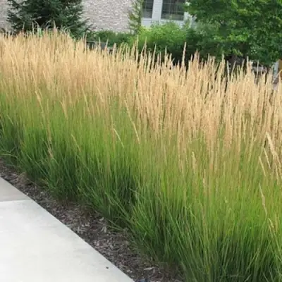 Вейник КАРЛ ФОРСТЕР остроцветковый в Рогачеве