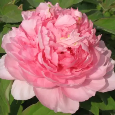 Пион ИМПЕРАТОРСКАЯ НАЛОЖНИЦА древовидный в Рогачеве