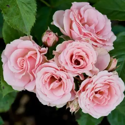 Роза КЛАССИК ЛИДИЯ спрей в Рогачеве