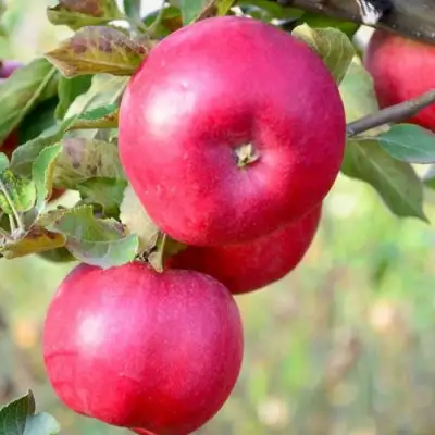 Яблоня АЙДАРЕД в Рогачеве