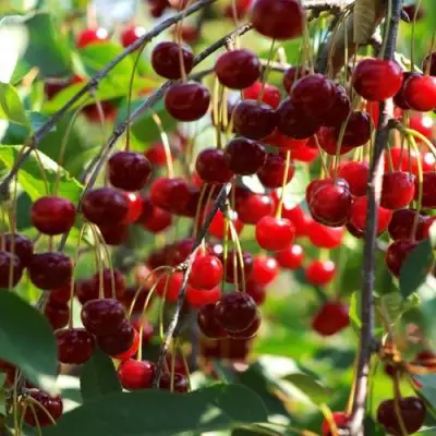 Вишня БРУСНИЦЫНА степная в Рогачеве