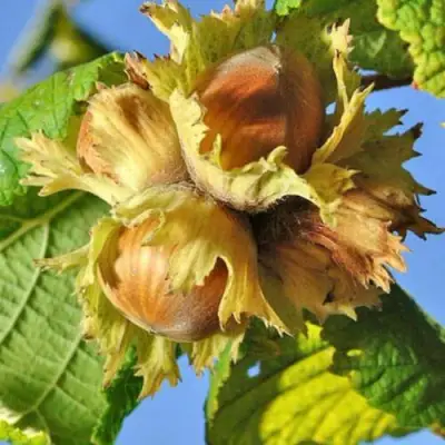 Фундук ТОНДА РОМАНА в Рогачеве