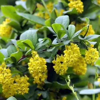 Барбарис корейский в Рогачеве