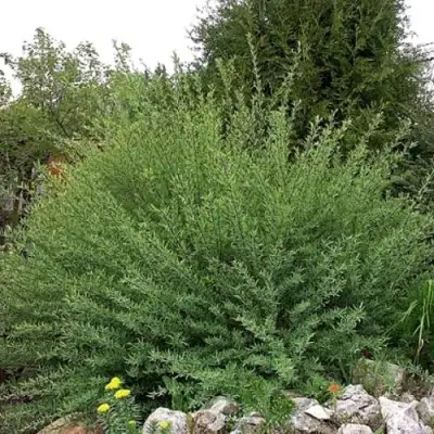 Ива НАНА пурпурная в Рогачеве