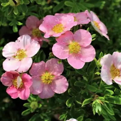 Лапчатка ЛАВЛИ ПИНК кустарниковая в Рогачеве