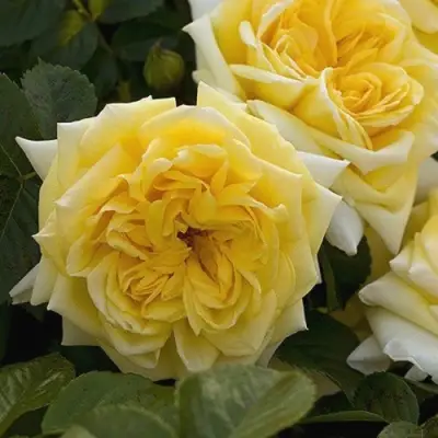 Роза НАДЯ МЕЙДИЛАНД почвопокровная в Рогачеве