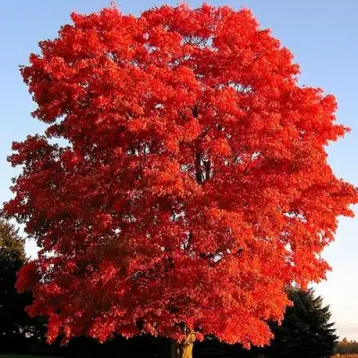 Дуб красный в Рогачеве