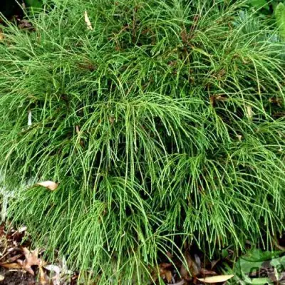 Туя ВИПКОРД складчатая в Рогачеве