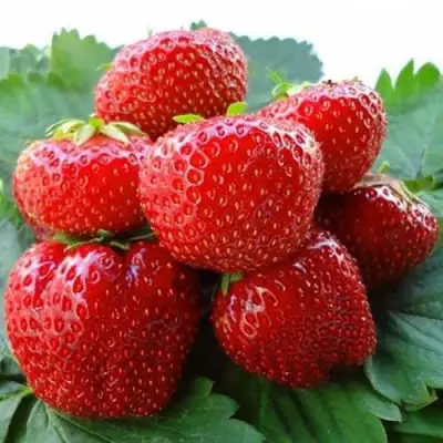 Клубника ВИМА ЗАНТА в Рогачеве