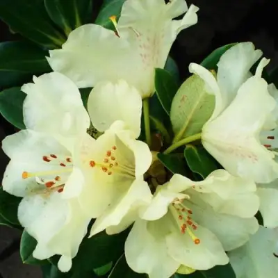 Рододендрон ГОЛДКРОН в Рогачеве