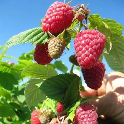 Малина ЕВРАЗИЯ в Рогачеве