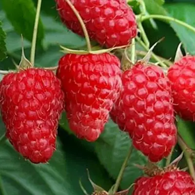 Малина КАСКАД ДЕЛАЙТ в Рогачеве