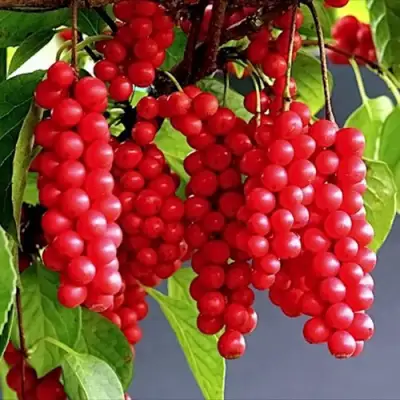 Лимонник САДОВЫЙ 1 китайский  в Рогачеве