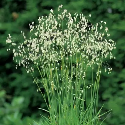 Трясунка средняя в Рогачеве